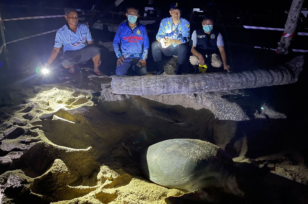 Officials observe egg-laying by a green sea turtle on Ao Sane beach in tambon Rawei of Muang district in Phuket on Friday night. (Photo supplied: Achadthaya Chuenniran)